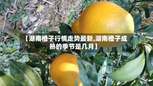 【湖南橙子行情走势最新,湖南橙子成熟的季节是几月】