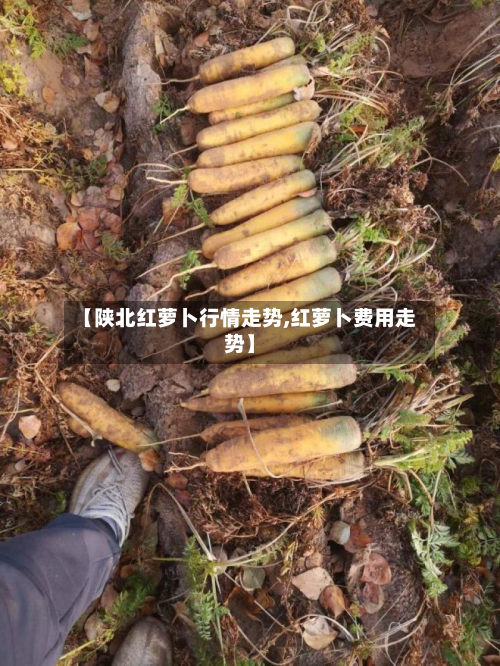 【陕北红萝卜行情走势,红萝卜费用走势】-第2张图片