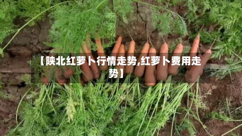 【陕北红萝卜行情走势,红萝卜费用走势】