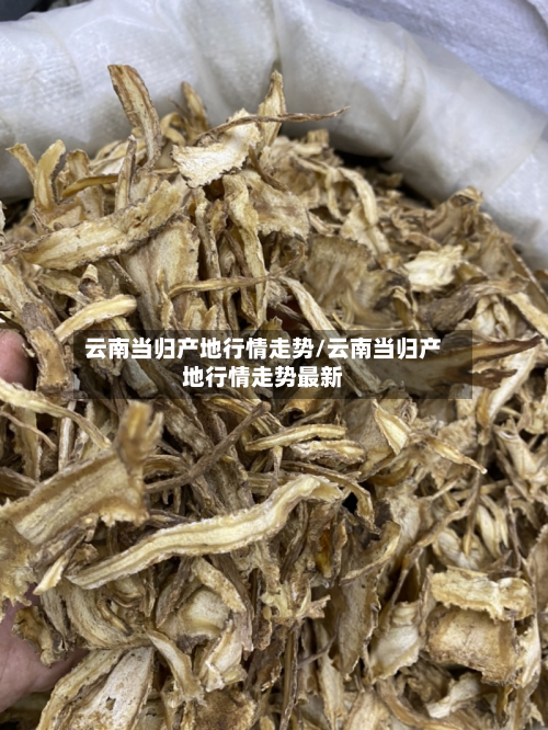 云南当归产地行情走势/云南当归产地行情走势最新