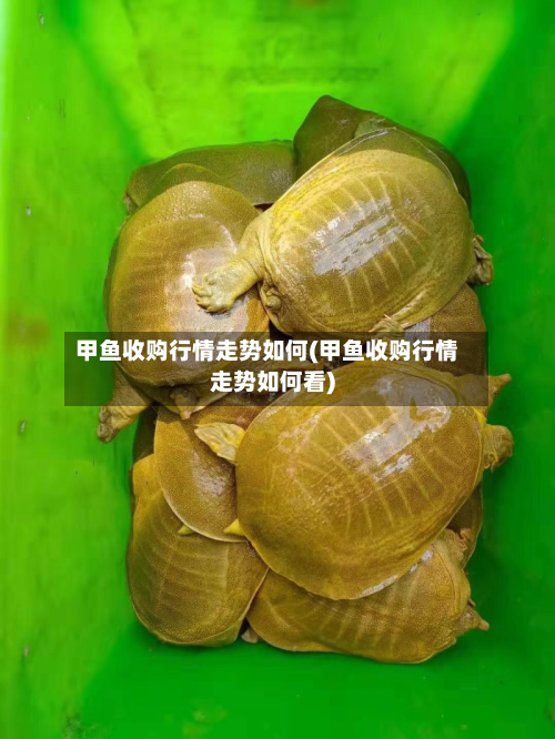 甲鱼收购行情走势如何(甲鱼收购行情走势如何看)-第2张图片