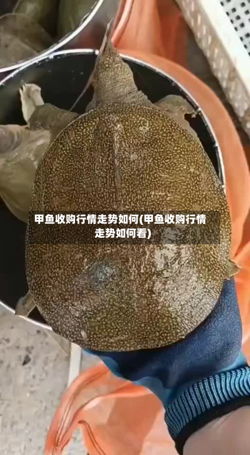 甲鱼收购行情走势如何(甲鱼收购行情走势如何看)