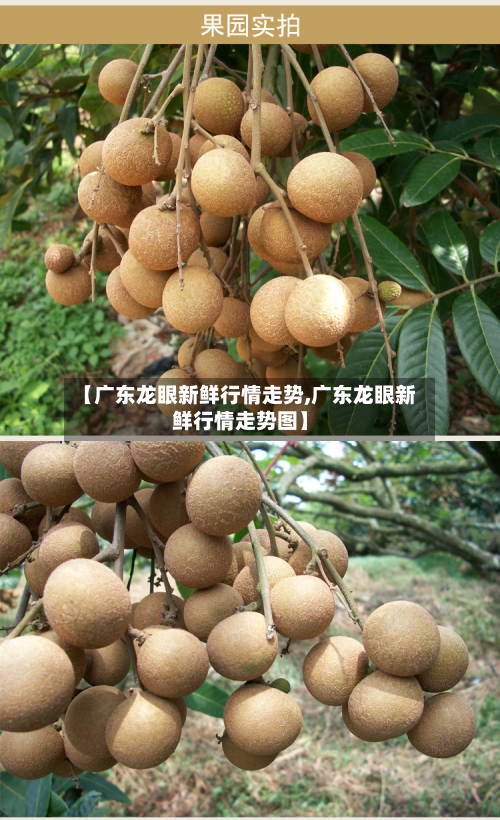 【广东龙眼新鲜行情走势,广东龙眼新鲜行情走势图】-第2张图片
