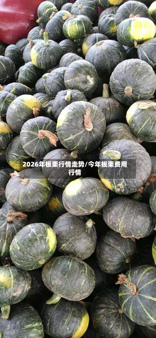 2026年板栗行情走势/今年板栗费用行情