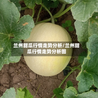 兰州甜瓜行情走势分析/兰州甜瓜行情走势分析图-第2张图片