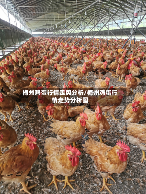 梅州鸡蛋行情走势分析/梅州鸡蛋行情走势分析图