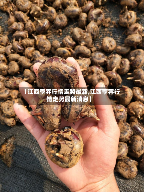 【江西荸荠行情走势最新,江西荸荠行情走势最新消息】