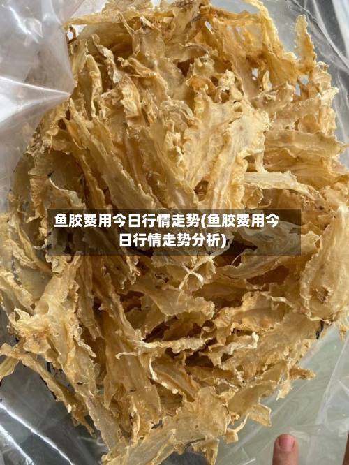 鱼胶费用今日行情走势(鱼胶费用今日行情走势分析)