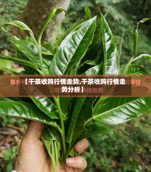 【干茶收购行情走势,干茶收购行情走势分析】-第2张图片