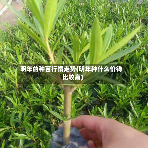 明年的种苗行情走势(明年种什么价钱比较高)