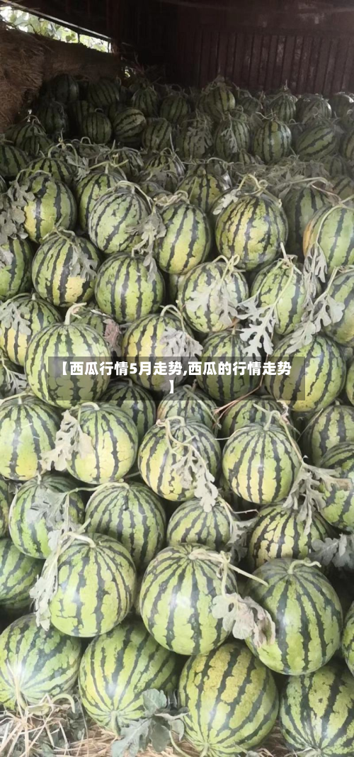 【西瓜行情5月走势,西瓜的行情走势】-第2张图片