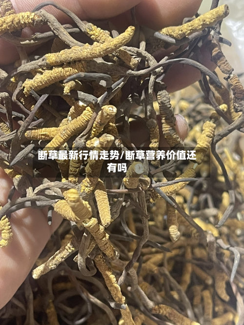 断草最新行情走势/断草营养价值还有吗