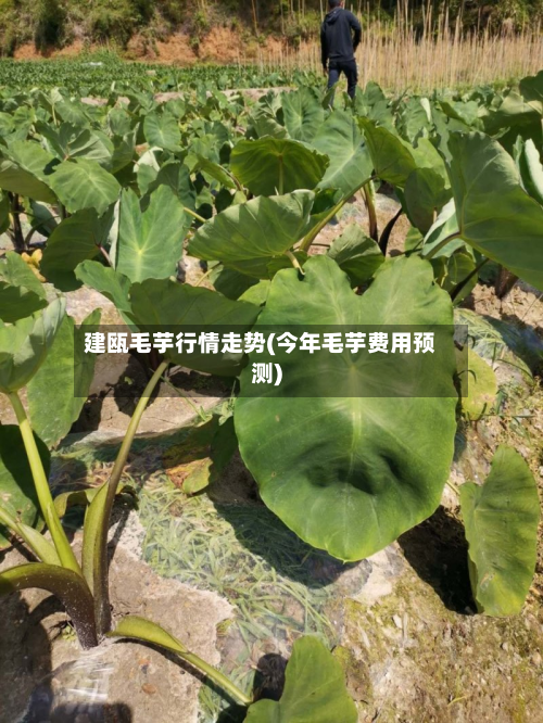 建瓯毛芋行情走势(今年毛芋费用预测)