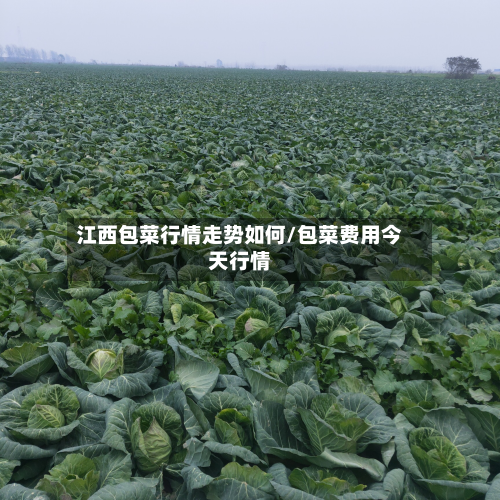 江西包菜行情走势如何/包菜费用今天行情-第2张图片