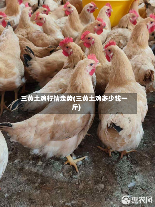 三黄土鸡行情走势(三黄土鸡多少钱一斤)