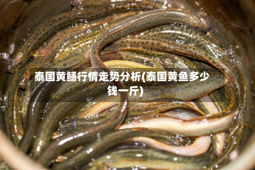 泰国黄鳝行情走势分析(泰国黄鱼多少钱一斤)