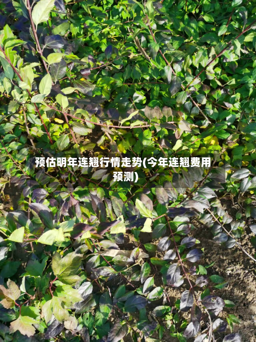 预估明年连翘行情走势(今年连翘费用预测)-第2张图片