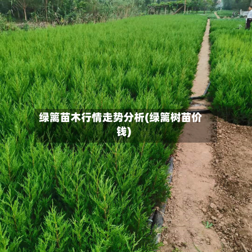 绿篱苗木行情走势分析(绿篱树苗价钱)