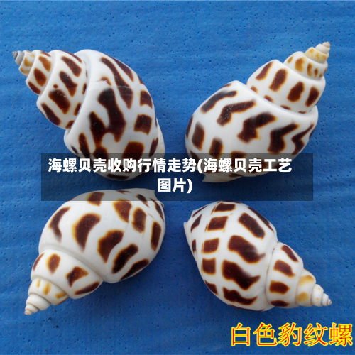 海螺贝壳收购行情走势(海螺贝壳工艺图片)
