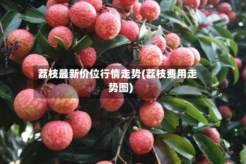 荔枝最新价位行情走势(荔枝费用走势图)