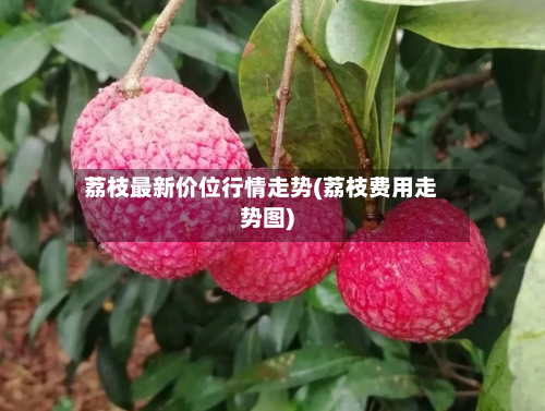 荔枝最新价位行情走势(荔枝费用走势图)-第2张图片