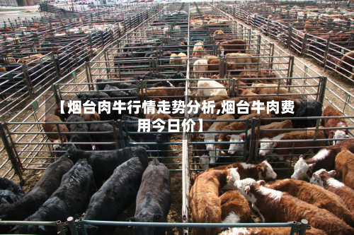 【烟台肉牛行情走势分析,烟台牛肉费用今日价】