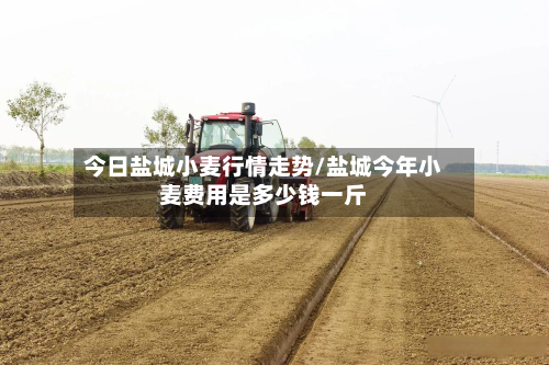 今日盐城小麦行情走势/盐城今年小麦费用是多少钱一斤