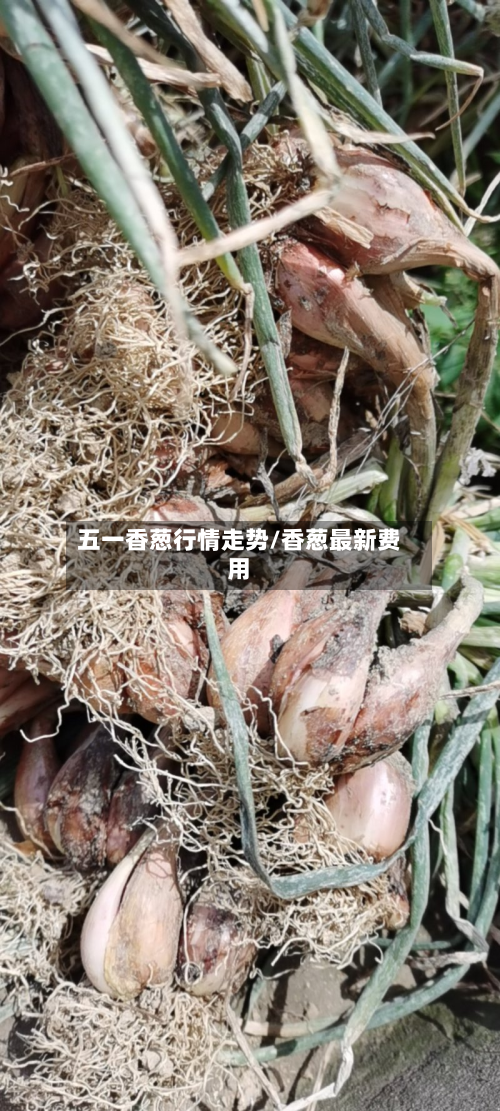 五一香葱行情走势/香葱最新费用