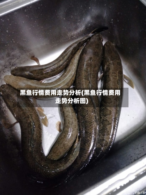黑鱼行情费用走势分析(黑鱼行情费用走势分析图)-第2张图片