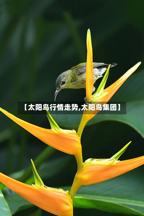 【太阳鸟行情走势,太阳鸟集团】-第3张图片