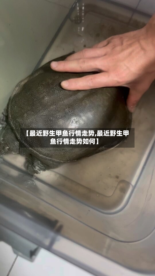 【最近野生甲鱼行情走势,最近野生甲鱼行情走势如何】