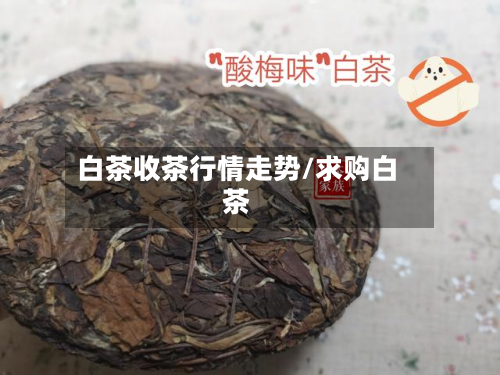 白茶收茶行情走势/求购白茶