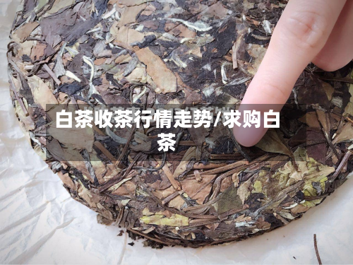 白茶收茶行情走势/求购白茶-第2张图片
