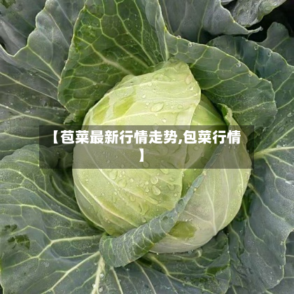 【苞菜最新行情走势,包菜行情】