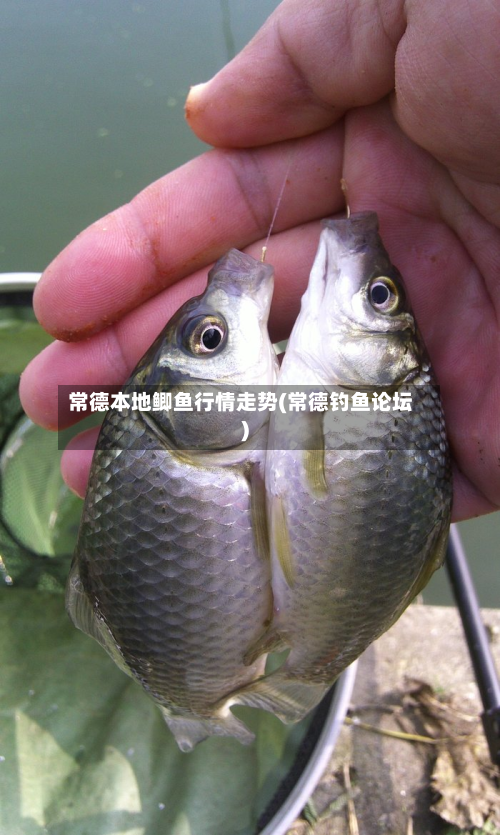 常德本地鲫鱼行情走势(常德钓鱼论坛)-第2张图片