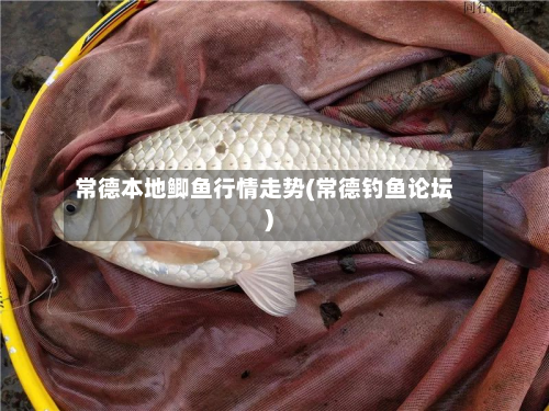 常德本地鲫鱼行情走势(常德钓鱼论坛)