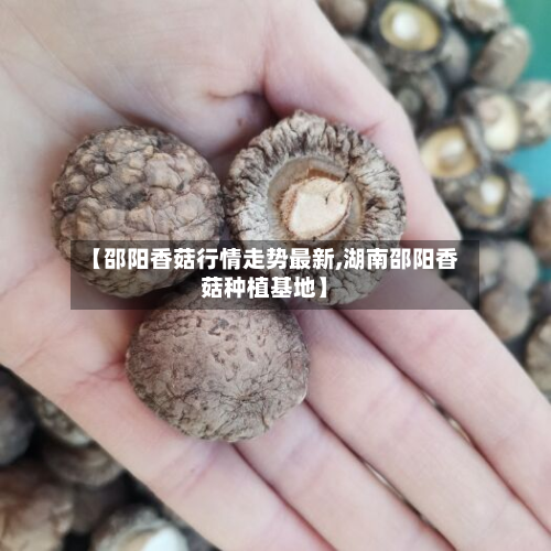 【邵阳香菇行情走势最新,湖南邵阳香菇种植基地】-第3张图片
