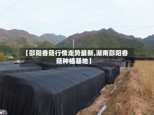 【邵阳香菇行情走势最新,湖南邵阳香菇种植基地】-第2张图片