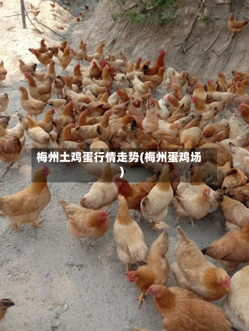 梅州土鸡蛋行情走势(梅州蛋鸡场)-第3张图片