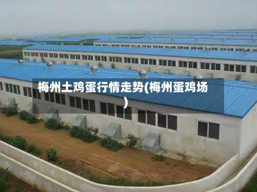 梅州土鸡蛋行情走势(梅州蛋鸡场)-第2张图片