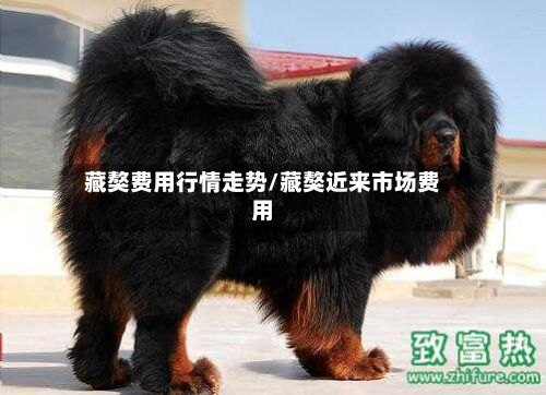 藏獒费用行情走势/藏獒近来市场费用