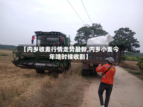 【内乡收麦行情走势最新,内乡小麦今年啥时候收割】
