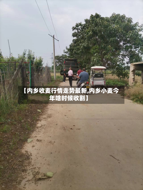 【内乡收麦行情走势最新,内乡小麦今年啥时候收割】-第3张图片