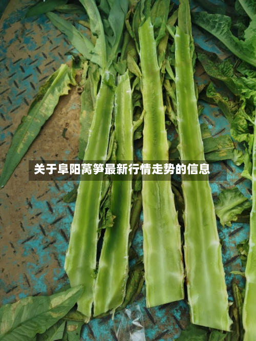 关于阜阳莴笋最新行情走势的信息