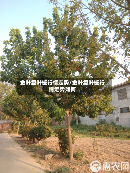 金叶复叶槭行情走势/金叶复叶槭行情走势如何-第2张图片