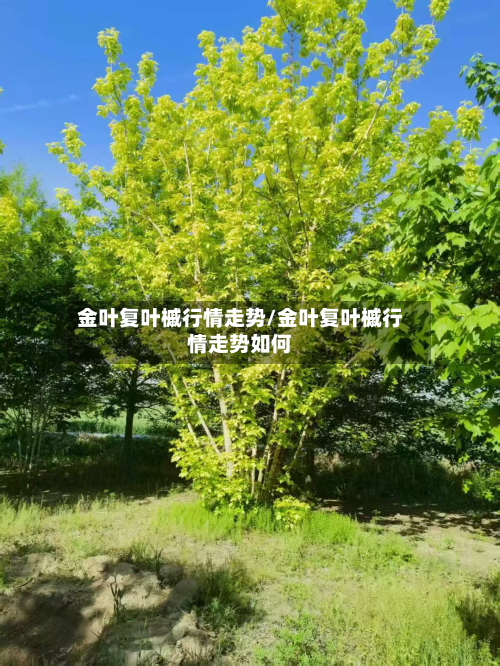 金叶复叶槭行情走势/金叶复叶槭行情走势如何