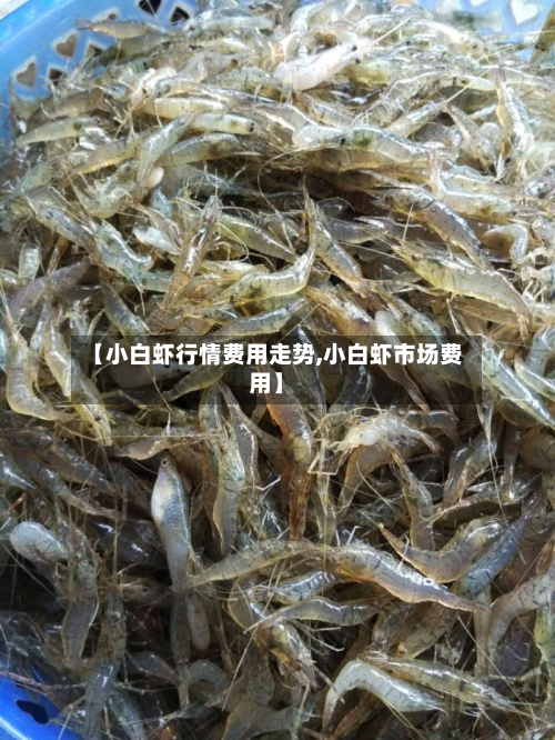 【小白虾行情费用走势,小白虾市场费用】