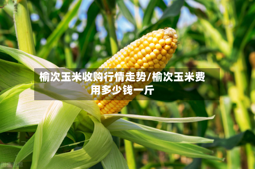 榆次玉米收购行情走势/榆次玉米费用多少钱一斤-第2张图片