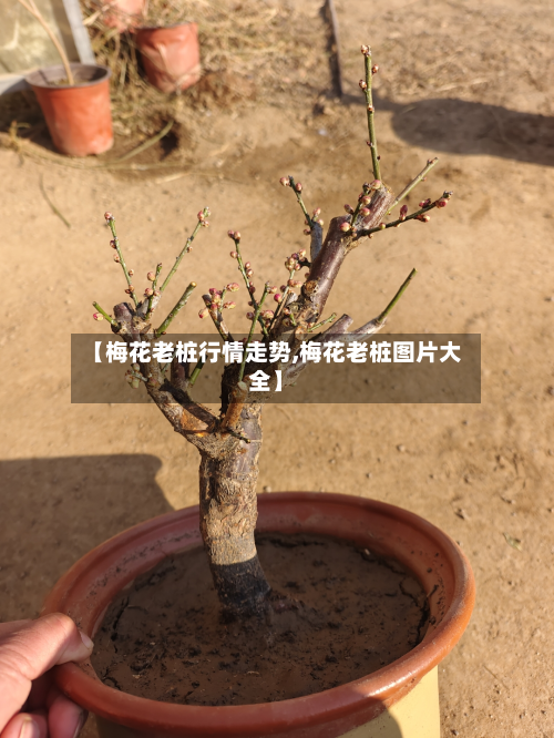 【梅花老桩行情走势,梅花老桩图片大全】