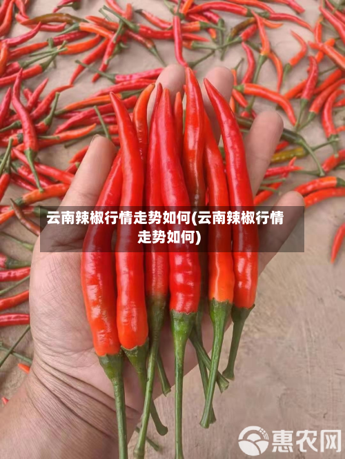 云南辣椒行情走势如何(云南辣椒行情走势如何)